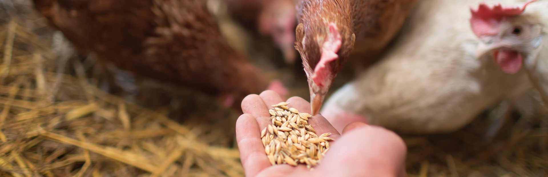 <strong>Ismerd meg termékeinket!</strong><br>