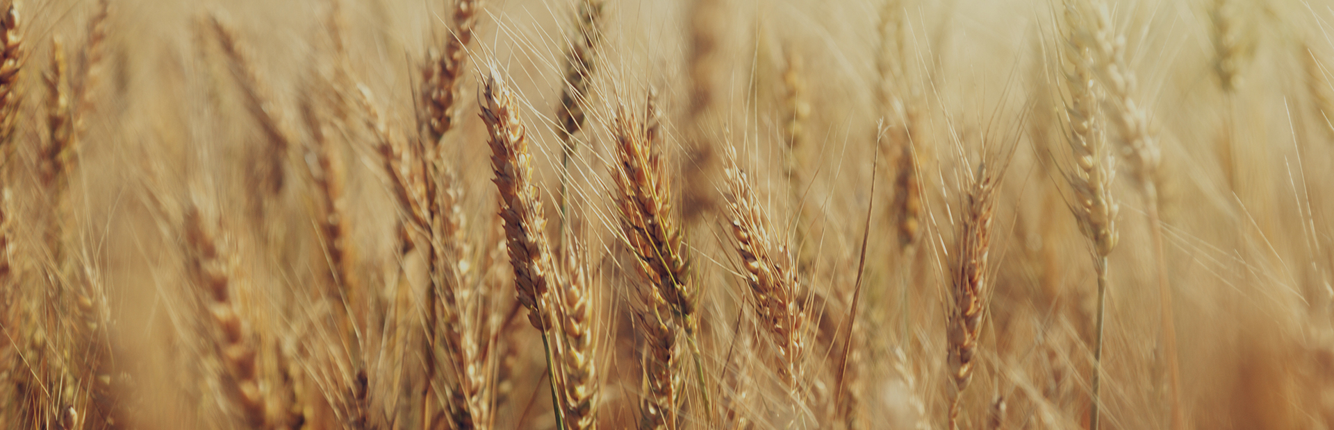 <b>A föld iránti szeretet és tisztelet</b> visz minket előre